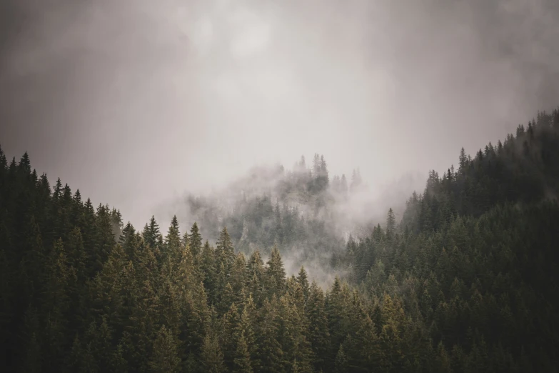 a forest scene with lots of trees and fog