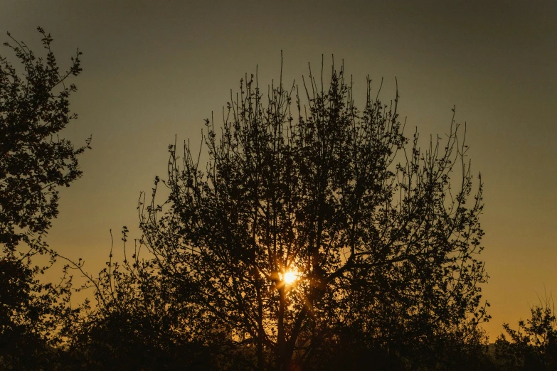 the sun is shining through the very dark trees