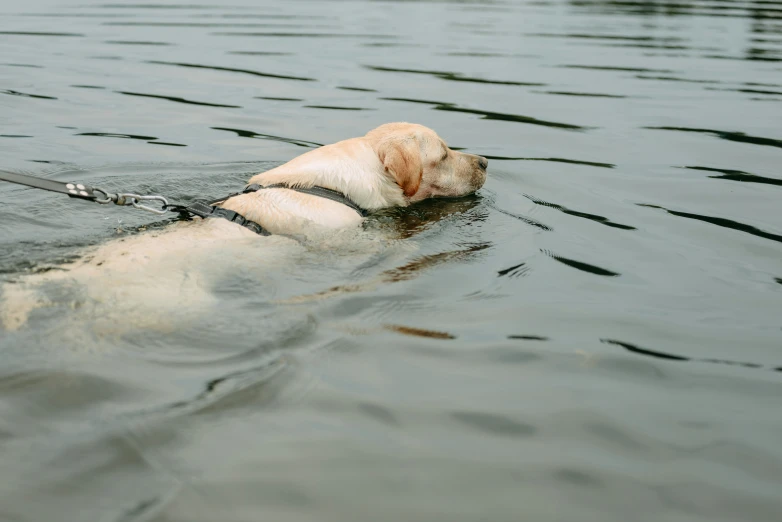 a dog is swimming in a body of water