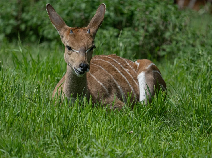 baby deer laying down in the grass during the day