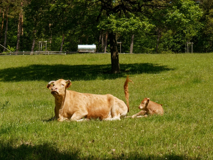 a cow and its calf sitting on a green field