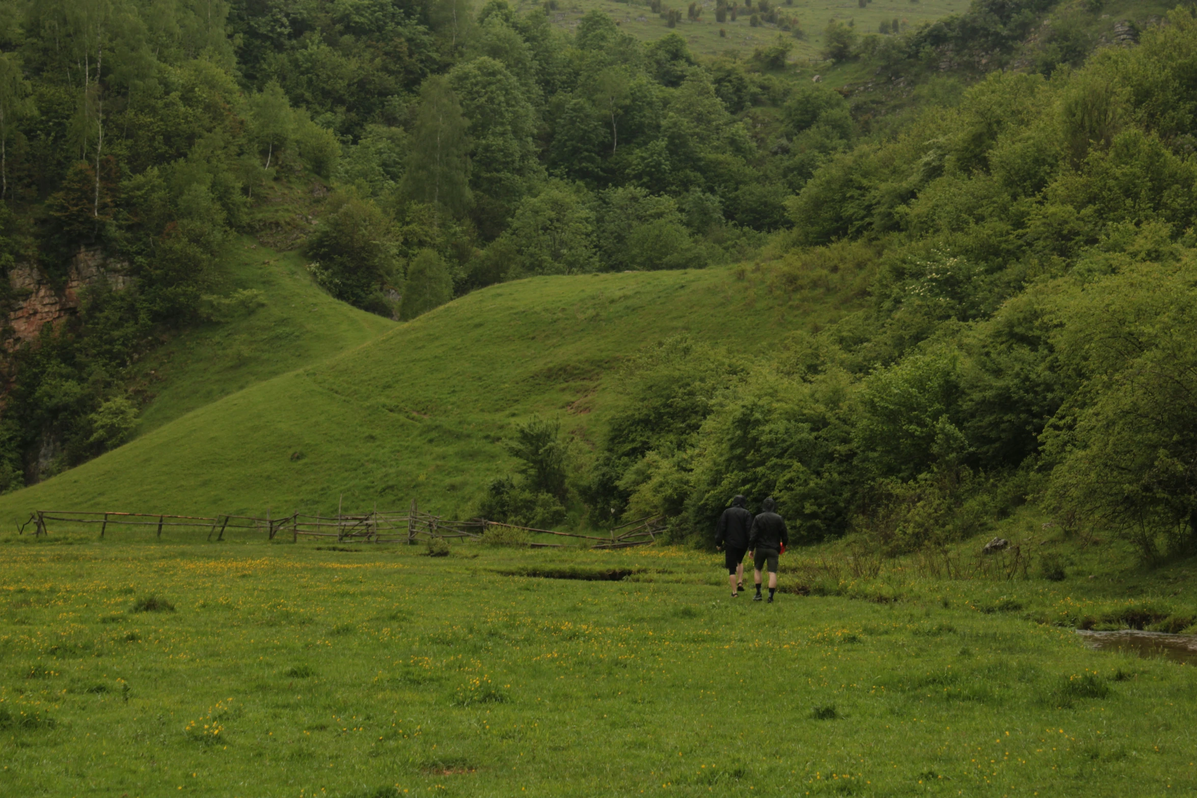 two horses in the middle of a field