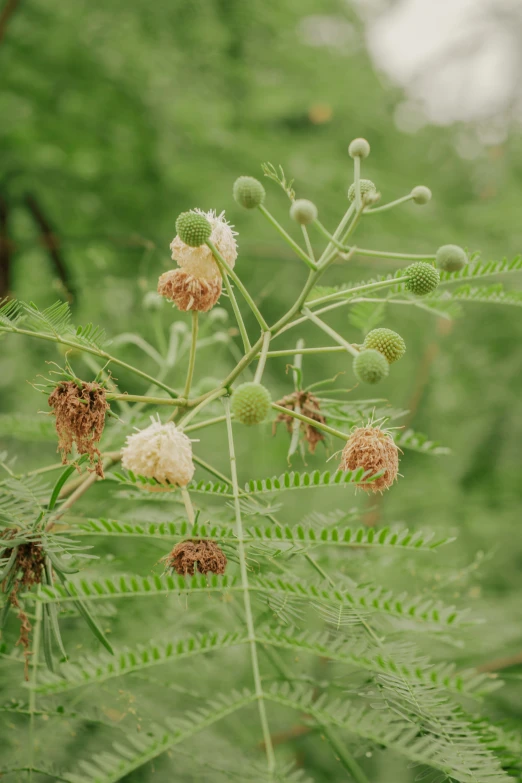 this is a close up picture of several flowers