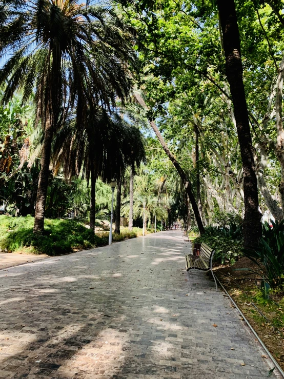 a man walking down a paved pathway with lots of trees