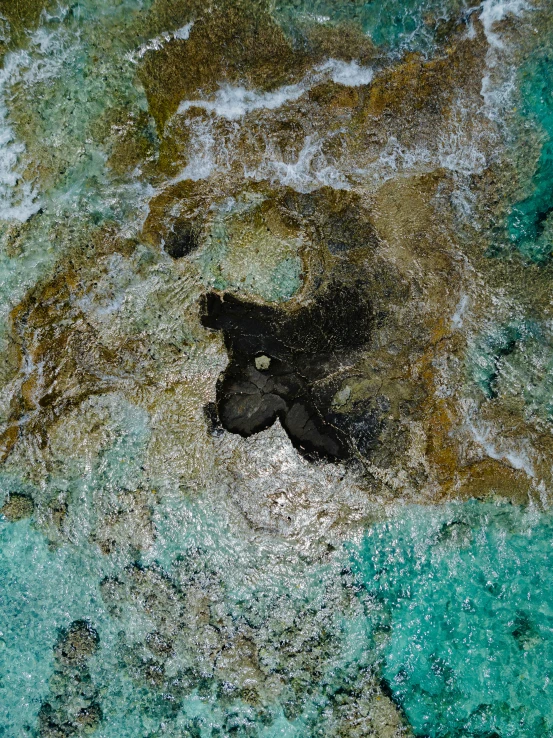 a single piece of black fish sitting on a rock