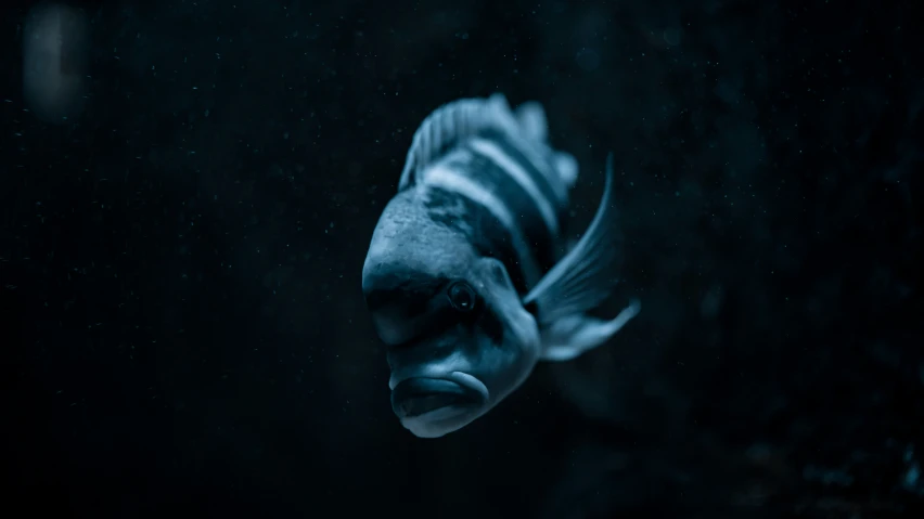 a white fish floating on top of water