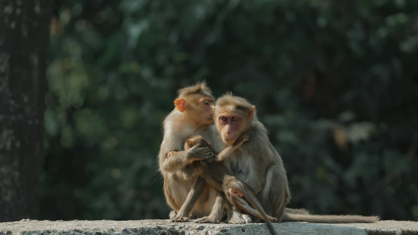 two monkeys on top of a cement wall