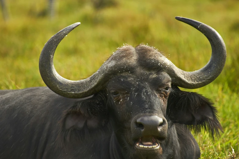 a cow that has large horns is lying down in the grass