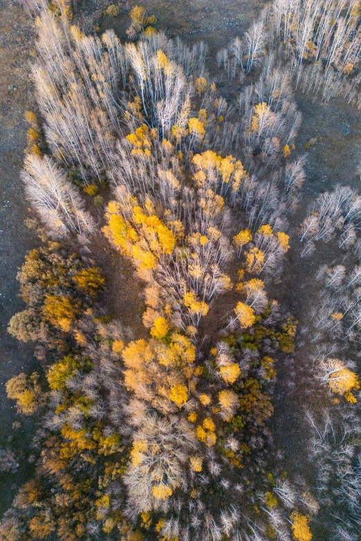 a large number of trees with yellow leaves