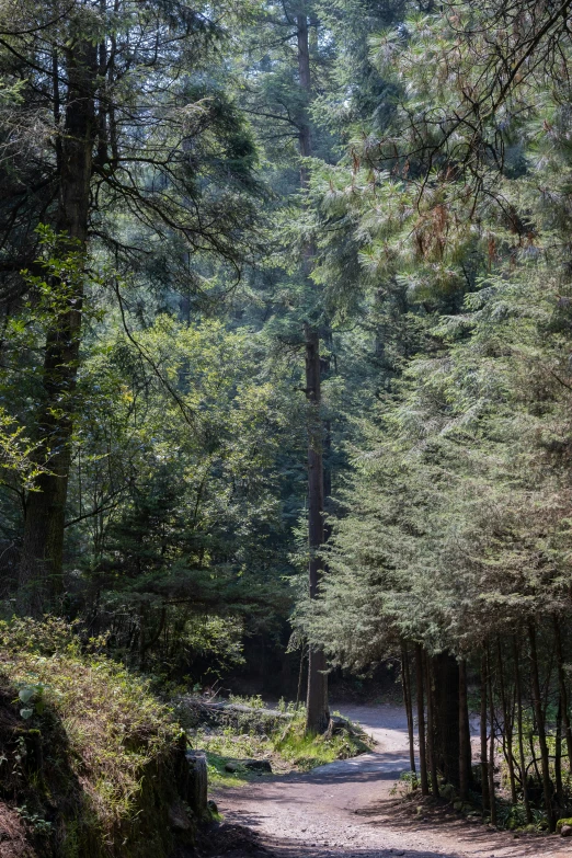 a car is driving down a tree lined road