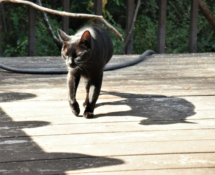 an animal walks down the wooden floor towards the camera