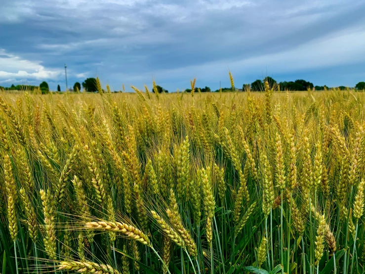 there are several clouds in the sky above tall grass