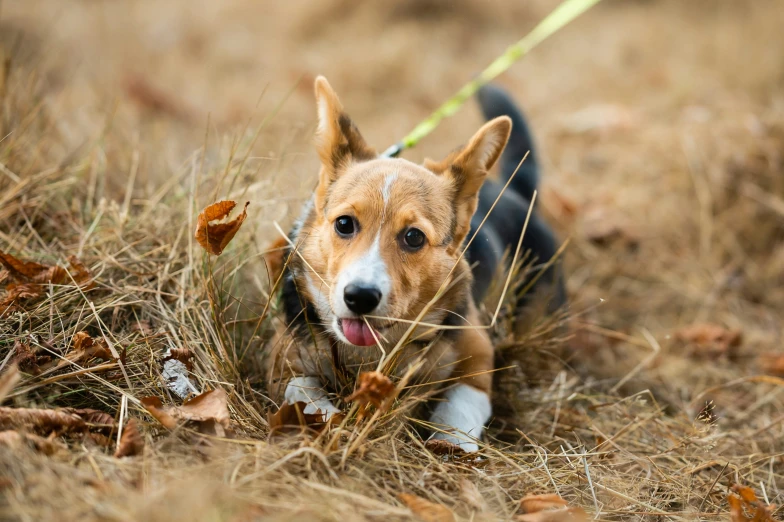 there is a small dog laying in the grass with his tongue out