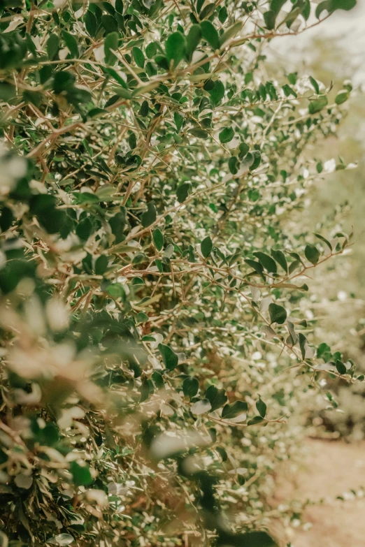 several green plants that have green leaves