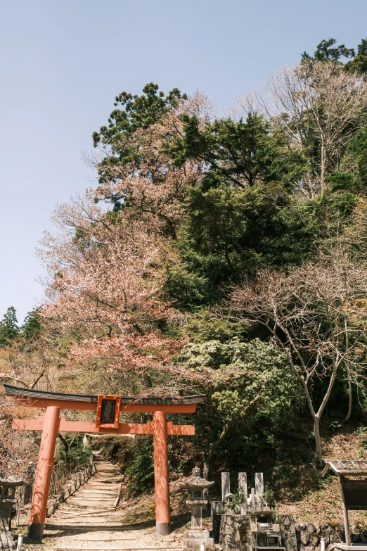 tori tori gate in a forest filled with trees