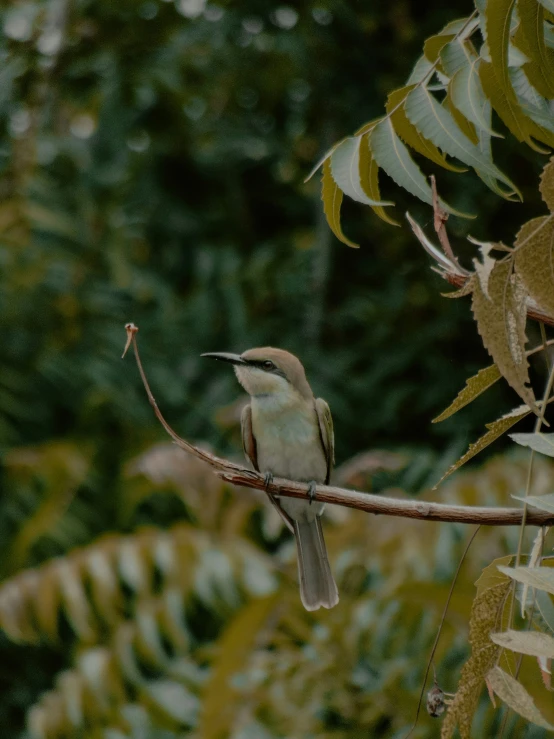 a small bird sits on a nch in front of a bush