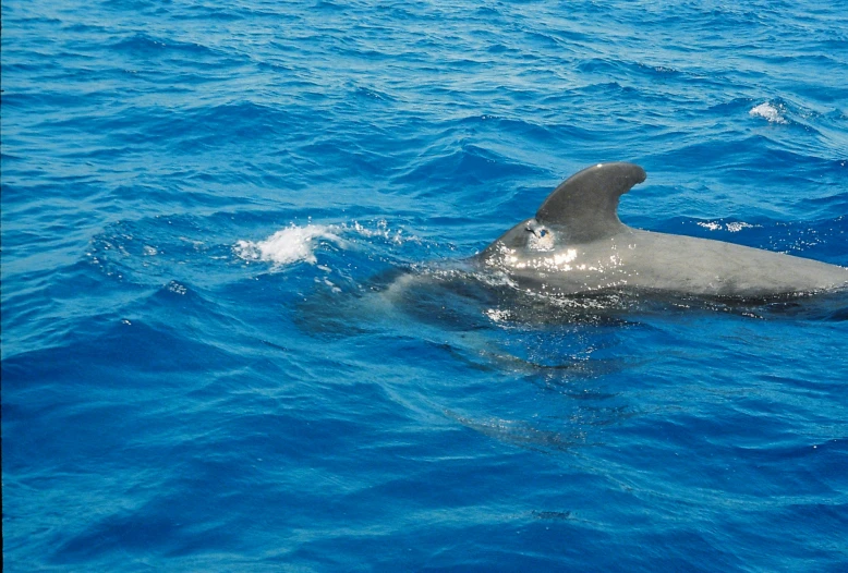 dolphin swimming through the ocean in daylight