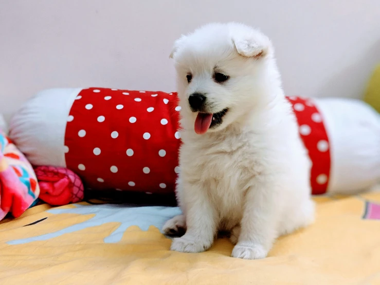 a white puppy sitting on a bed in front of some pillows