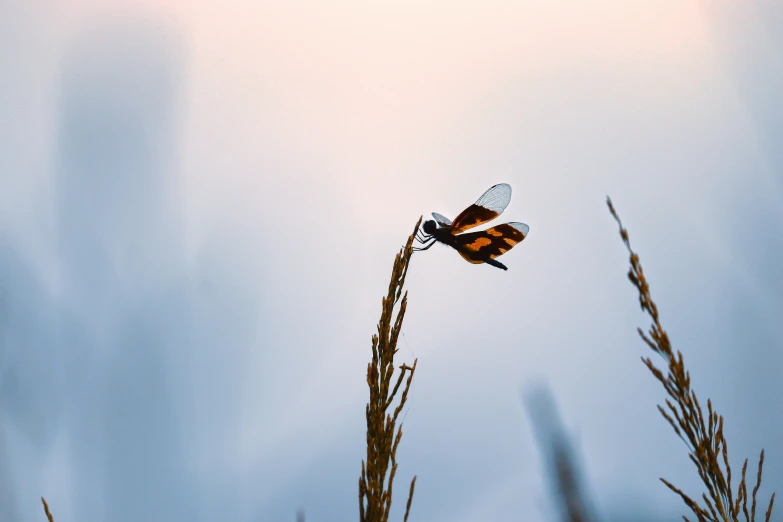 a bird flying past tall grass in the sky