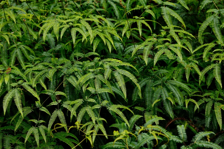 the trees have large, green leaves all over it