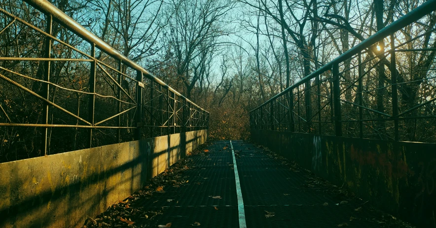 a path through a forest covered with lots of nches