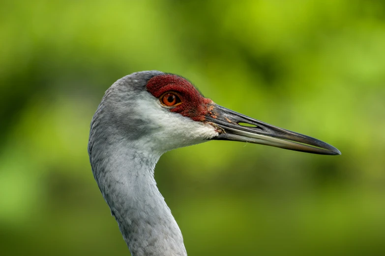 a close up of a bird with a green background