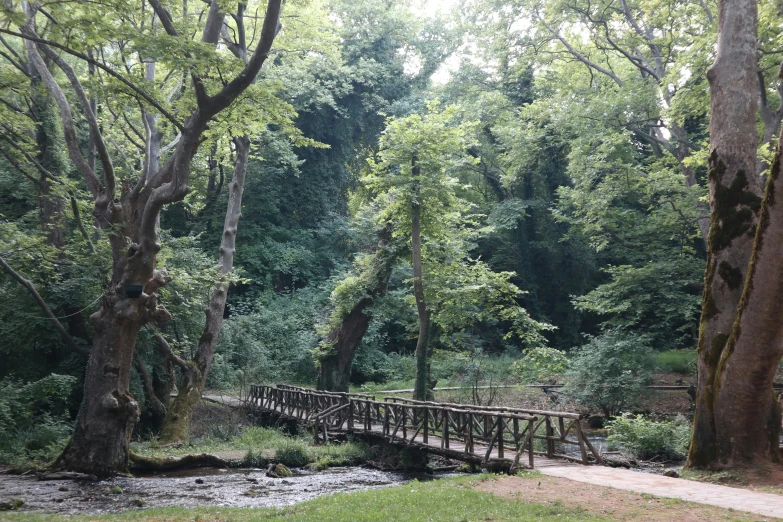 a bridge leads to the water near a forested area