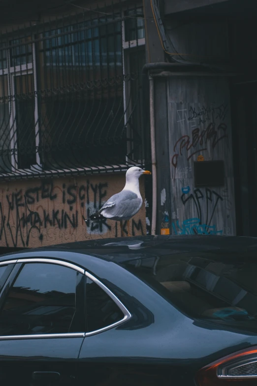 a bird sitting on top of a car in a parking lot