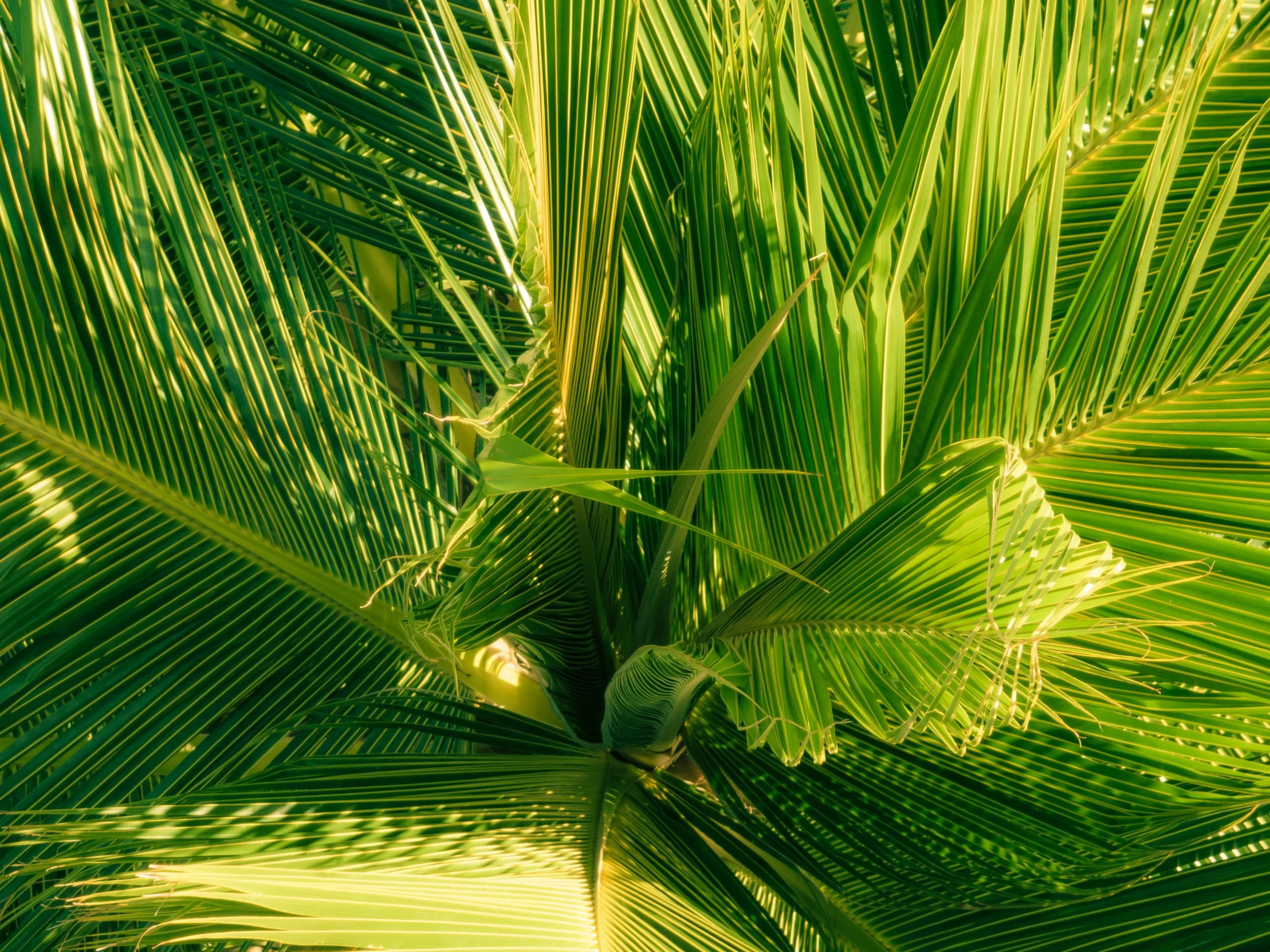 a close - up view of the top of a palm tree