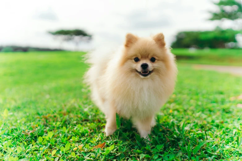 a fluffy dog standing on a lush green lawn