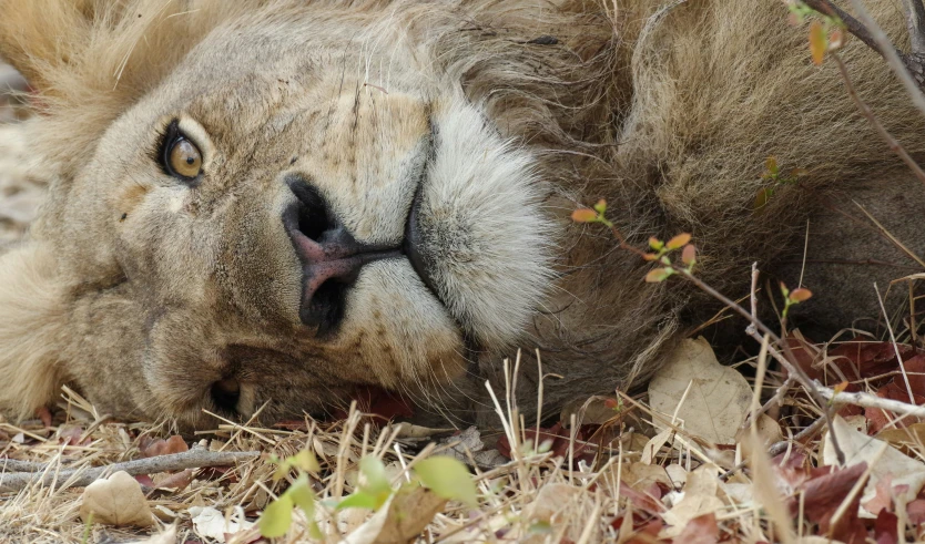 a large adult lion resting on the ground