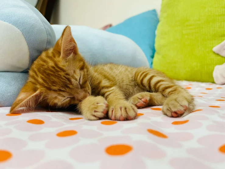 a cat laying on the bed sleeping while holding its paw