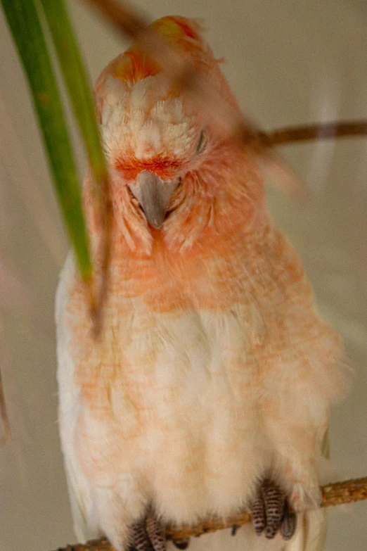 the light colored bird sits on a perch