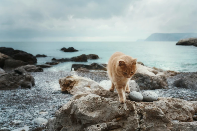 a cat that is standing on a rock