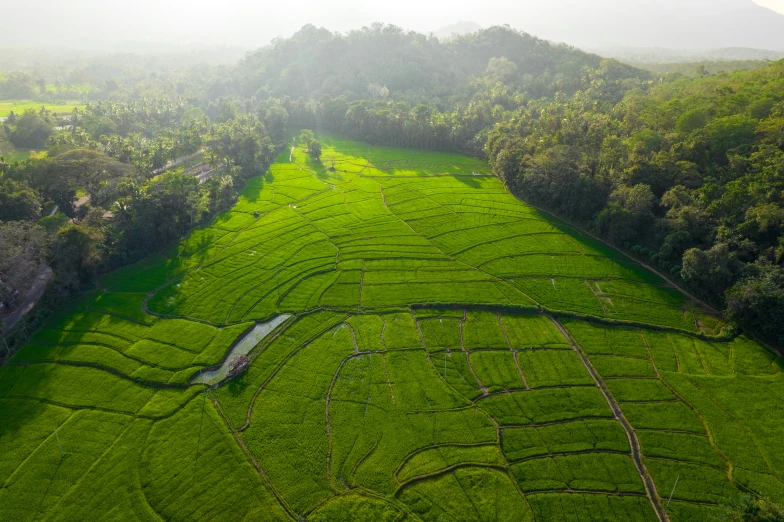 a green field surrounded by a tree filled forest