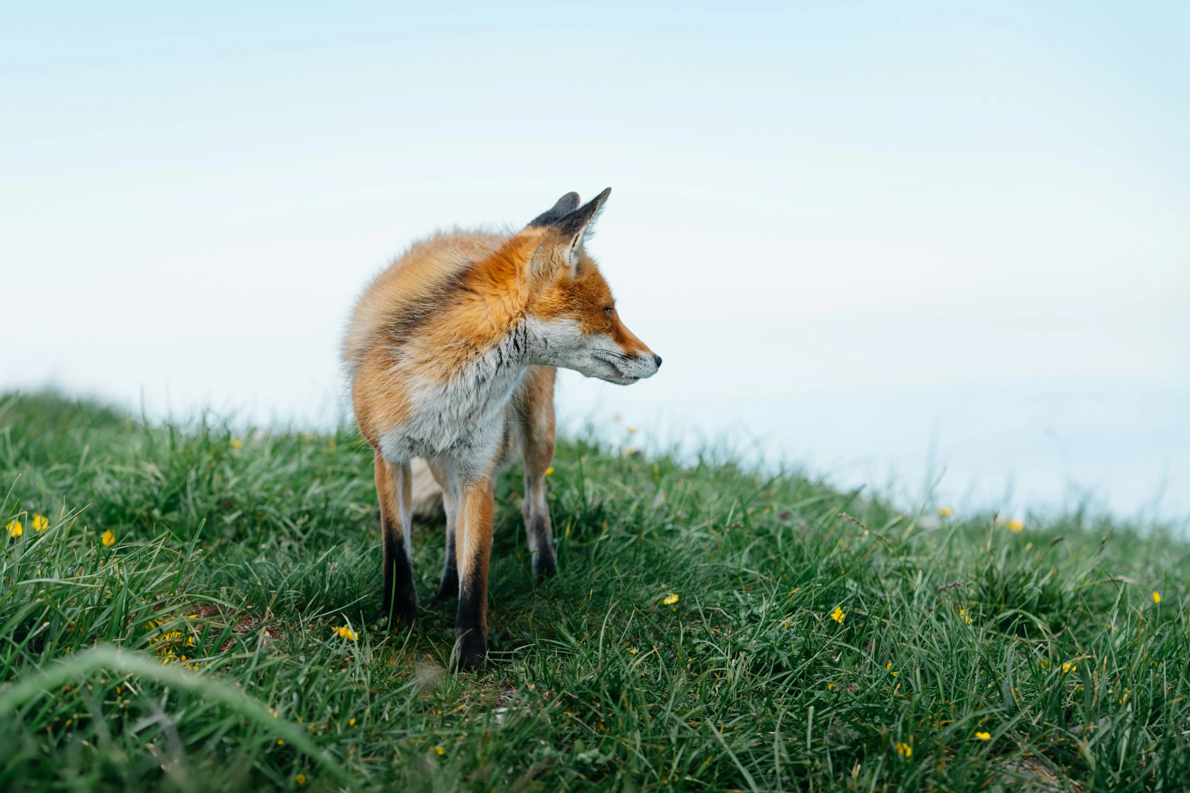 a close up of a small animal in the grass