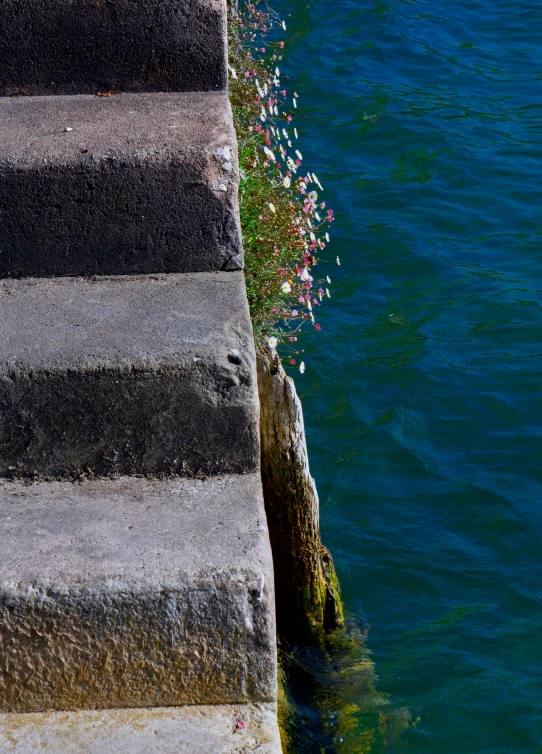 flowers growing at the top of stairs along a body of water