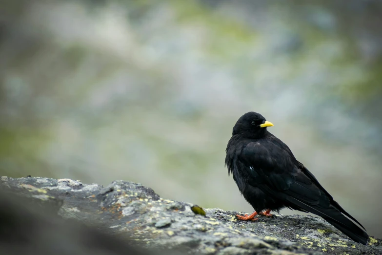 a large black bird is sitting on a rock