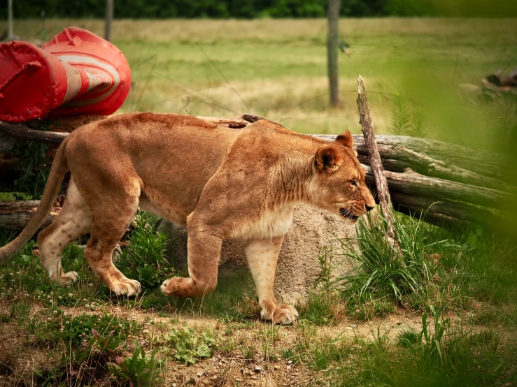 a brown lion next to a log on a grass field