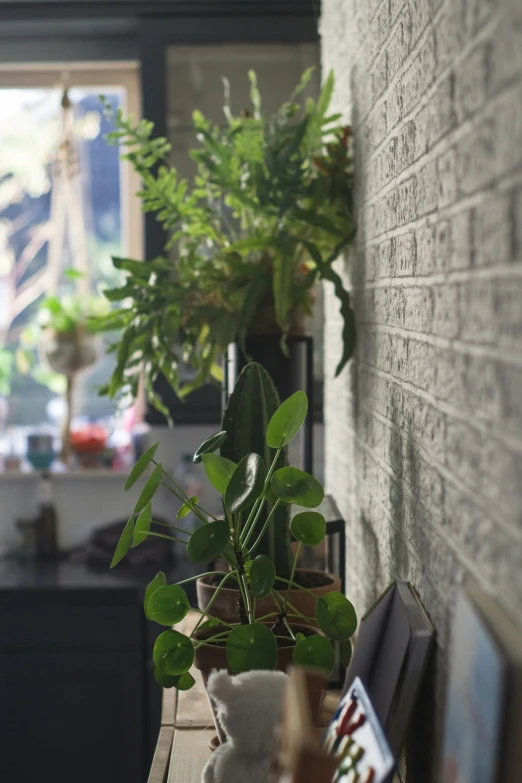 a plant that is in a vase by a wall