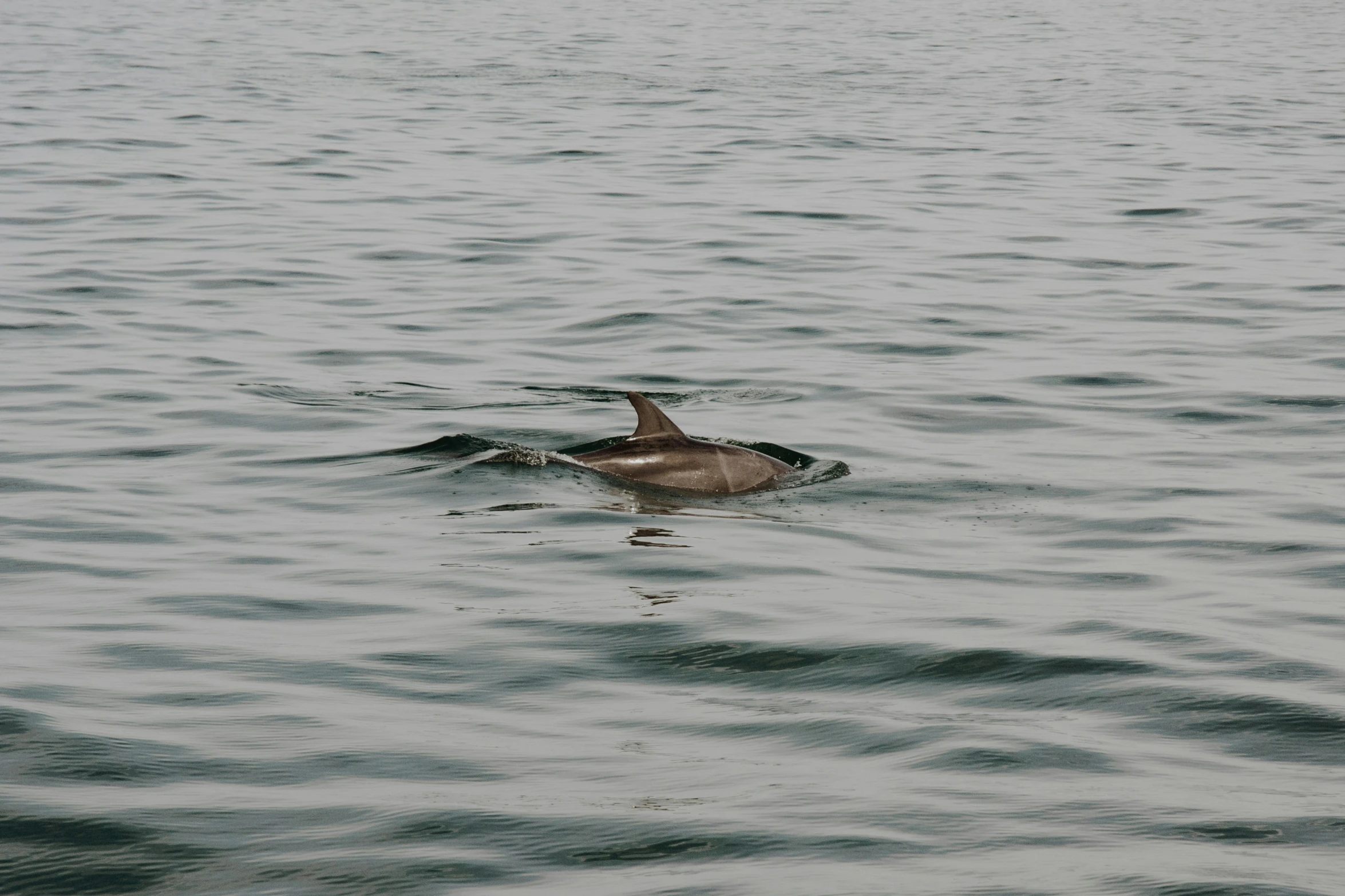 the bird is sitting on the water surface