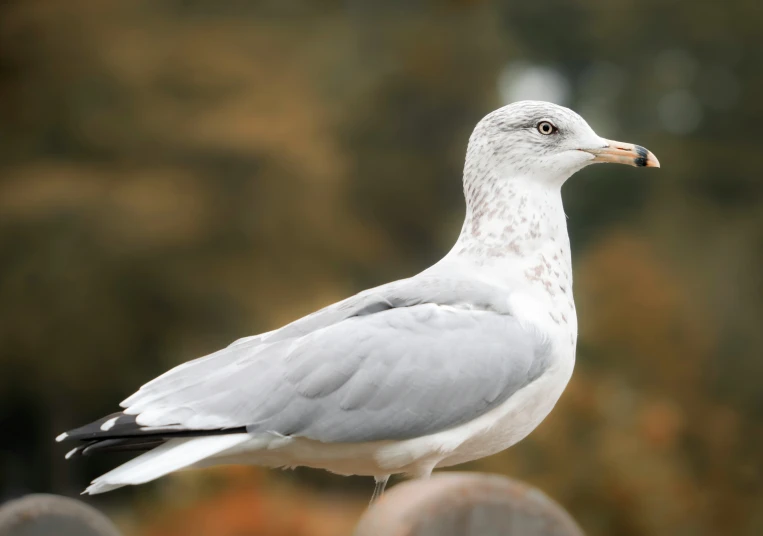 a close up of a white and gray bird