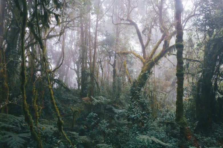 trees in a forest in the rain