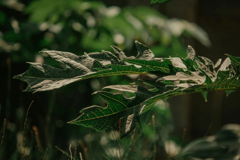 this is a leaf with several leaves