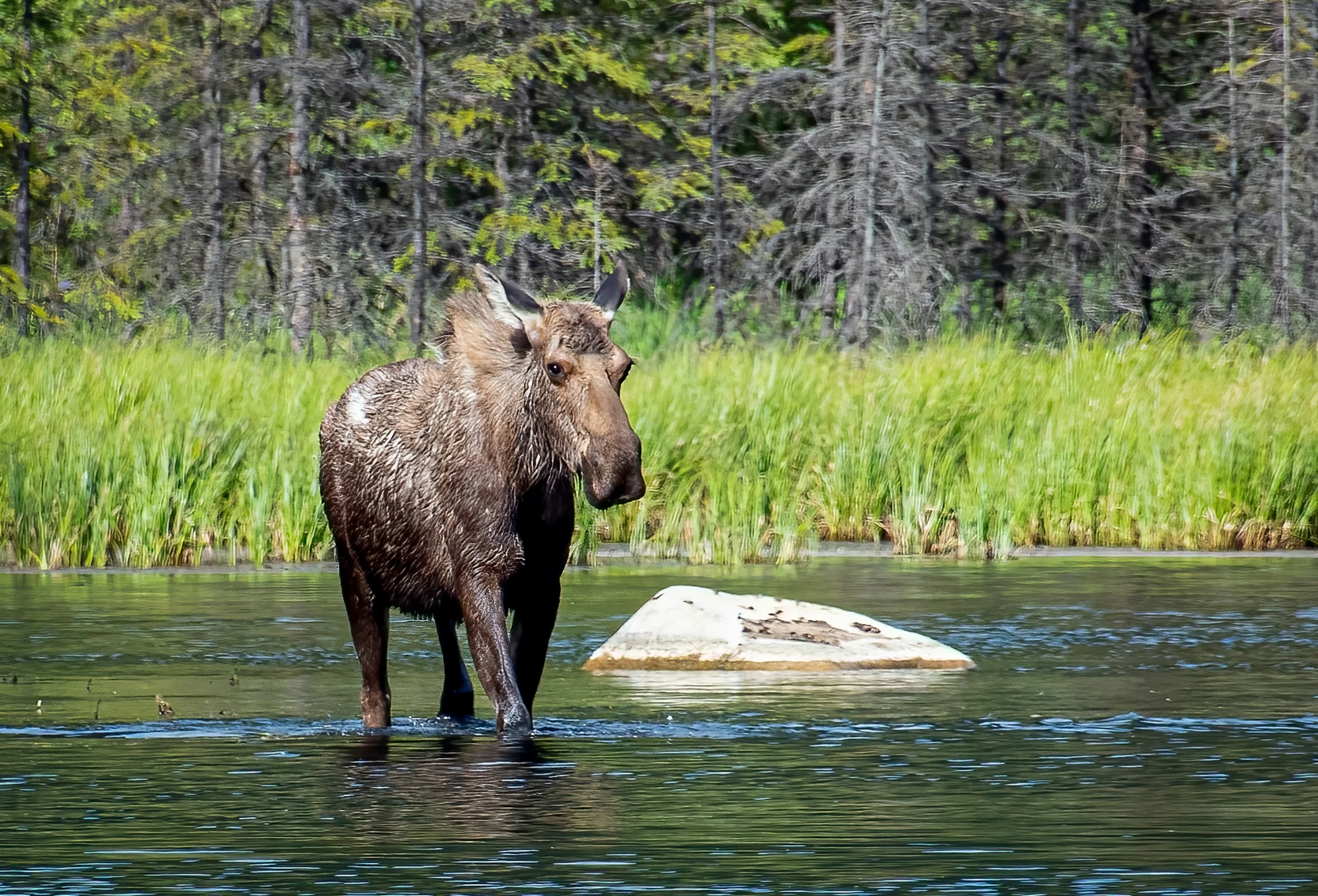 a moose wading through water next to tall green grass