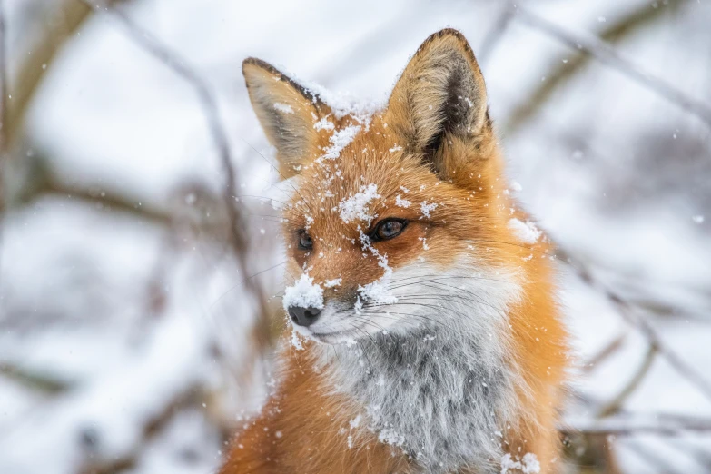 an adult fox in the snow during winter