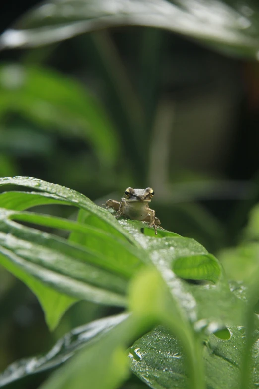 a close up of a frog on a leaf