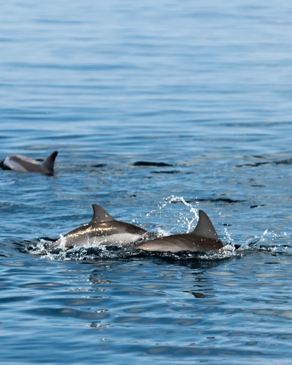 three dolphins swimming in the water together