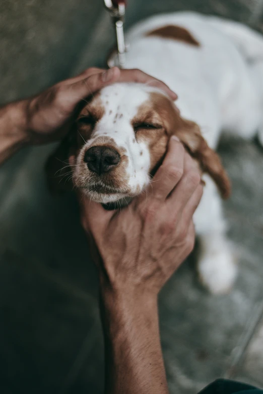 a person holding their hand with a brown and white dog laying next to him