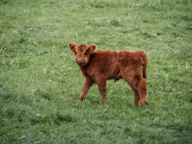 a baby calf standing in the grass looking